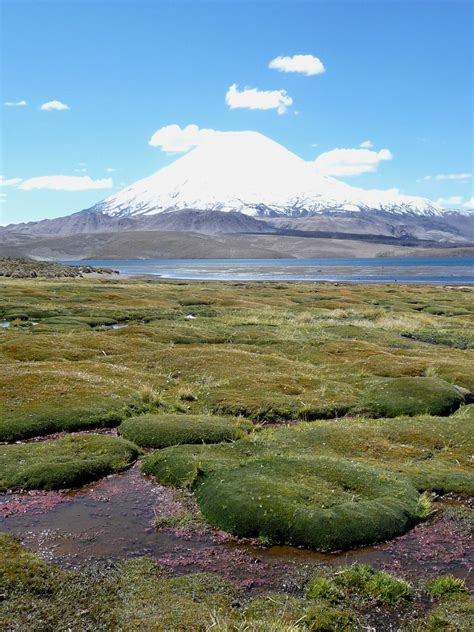 Parque nacional Lauca   Norte Grande de Chile   Tripcarta