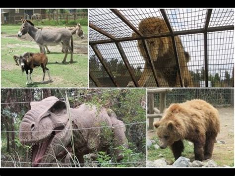 Parque Safari Chile   Zoológico de rancagua [safari ...