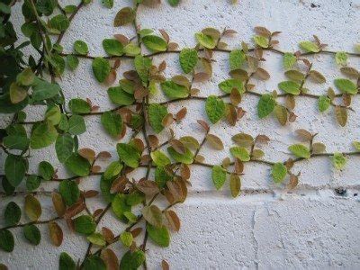 Parra rastrera: cultivo de higo rastrero en el jardín y el ...