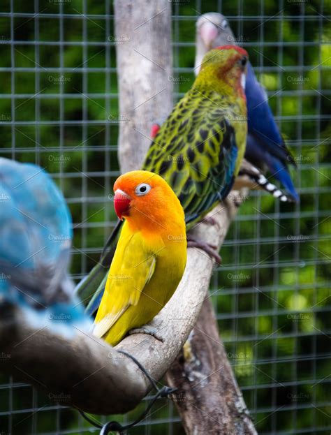 Parrot Agapornis fischeri  Fischer s Lovebird  | High ...
