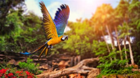 Parrot flying in forest wallpaper 3840x2160 UHD 4K ...