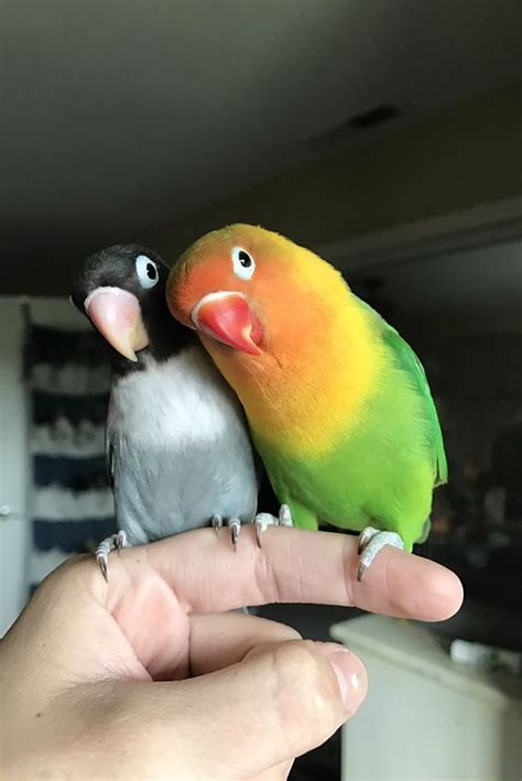 Parrot Love Story Meet Kiwi And His Goth Wife Siouxsie ...