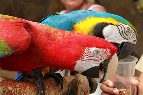 Parrot Names | The Different Types of Parrot | Parrots ...