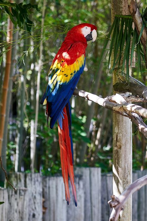 parrot on tree branch photo – Free Parrot Image on Unsplash