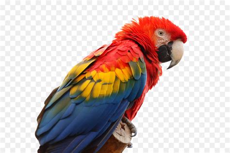 Parrot, Pájaro, La Guacamaya Roja imagen png   imagen ...