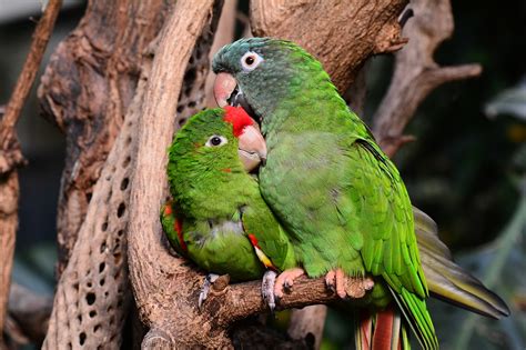 Parrot Parrots Green · Free photo on Pixabay