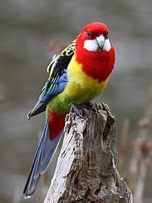 Parrots of New Zealand   Wikipedia