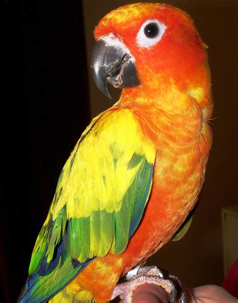 Parrots | Salman s Pets