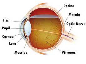 Part of the Eye and its Common Eye Defect ...