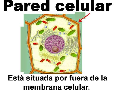 Parte 5 en la células solo vegetal. La pared celular es ...