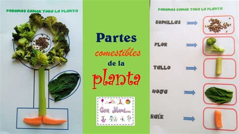 Partes comestible de la planta para niños de preescolar ...
