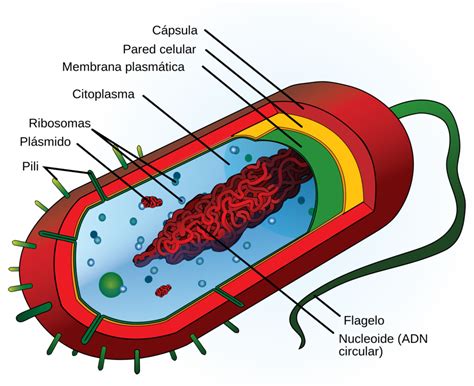 Partes de la bacteria