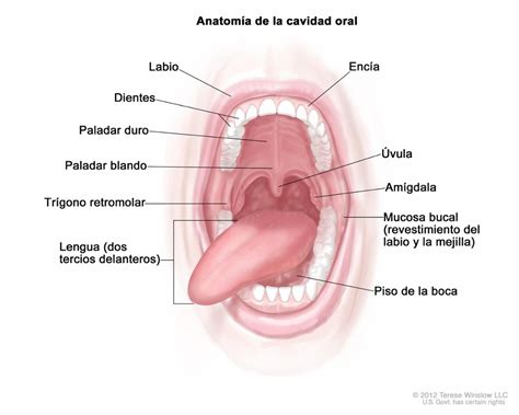 Partes de la boca