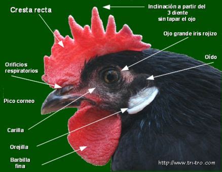 Partes de la Cara Gallina Castellana negra | Gallina castellana ...