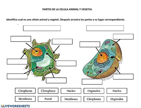 partes de la celula animal y vegetal   Interactive worksheet