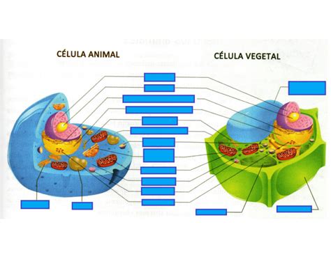 Partes de la célula animal y vegetal   PurposeGames