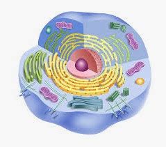 Partes de la célula Humana y funciones principales
