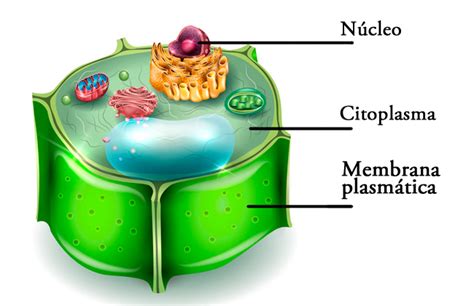 Partes de la célula   Significados