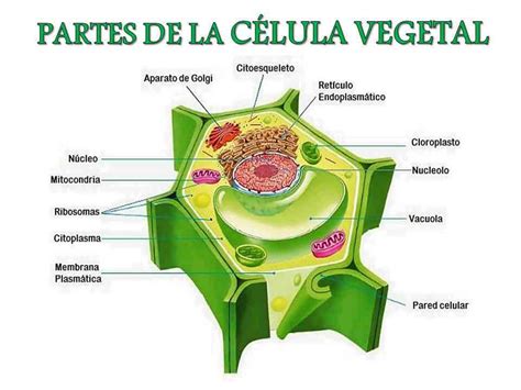 Partes de la célula vegetal