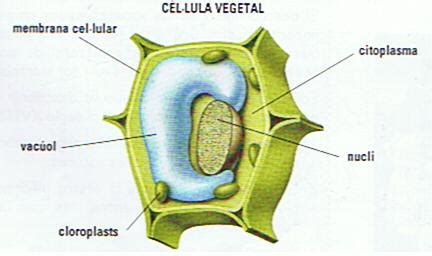 Partes de la célula vegetal.