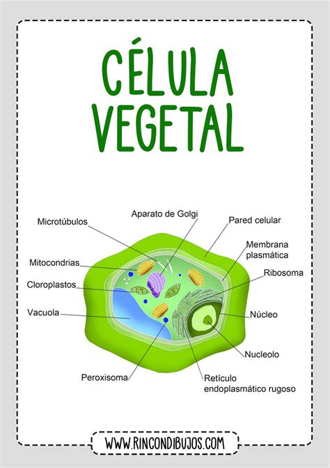 Partes de la Celula Vegetal   Rincon Dibujos en 2020 ...