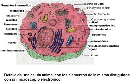 Partes de la celula y sus funciones   Imagui