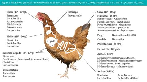 Partes De La Gallina Y Sus Funciones   img fuzz