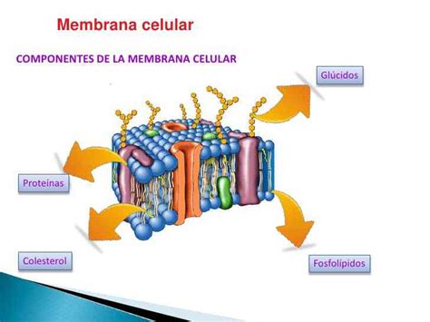 Partes de la membrana celular