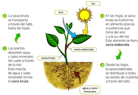 Partes de las plantas que realizan la fotosíntesis   La ...