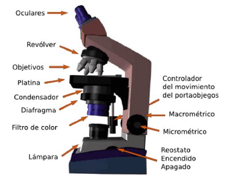Partes de un microscopio: características y funcionamiento