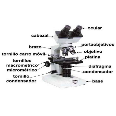 Partes de Un Microscopio mas actualizado 2018