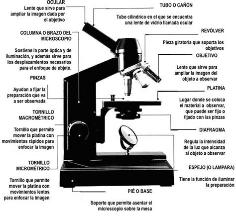 Partes de un microscopio | MICROSCOPIOS.ONLINE