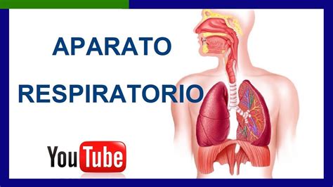 Partes del APARATO RESPIRATORIO y sus Funciones ️   YouTube