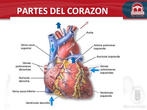 partes del corazon y sus funciones sistema circulatorio ...