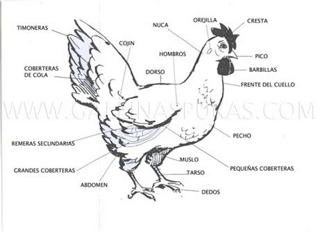 Partes del cuerpo y plumas del gallo y la gallina   GP
