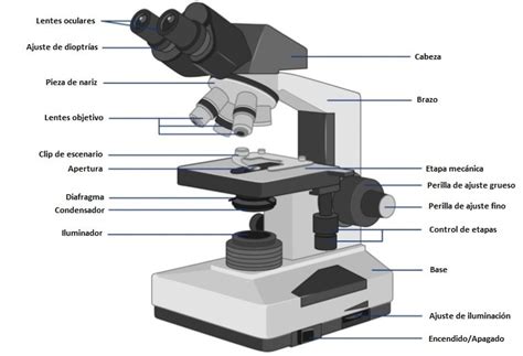 Partes del microscopio » 2021