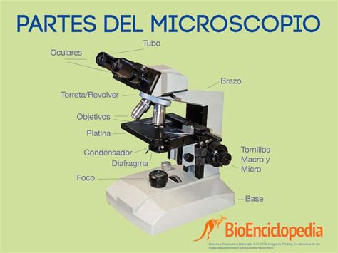 Partes del Microscopio   BioEnciclopedia