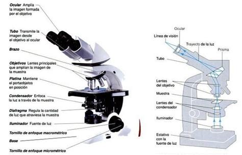partes del microscopio   Buscar con Google | Biología ...