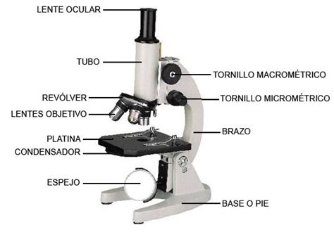 partes del microscopio   Buscar con Google | Microscopio ...