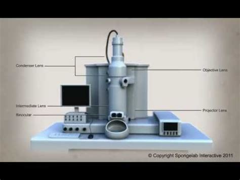 Partes del microscopio electrónico  animación    YouTube