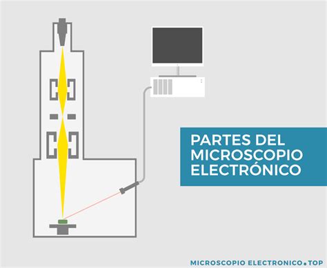 PARTES del microscopio electrónico | MICROSCOPIO ELECTRÓNICO