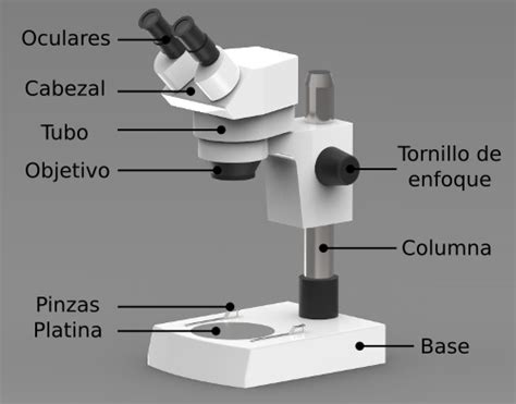 Partes del microscopio estereoscópico  Lista y Funciones