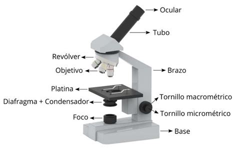 Partes del microscopio óptico | Microscopio, Partes del ...