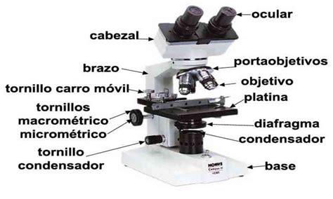 Partes del microscopio óptico