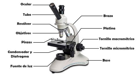 Partes del microscopio óptico   Sistema óptico y sistema ...