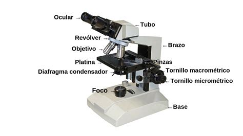 Partes del microscopio y sus funciones ACTUALIZADO 2019