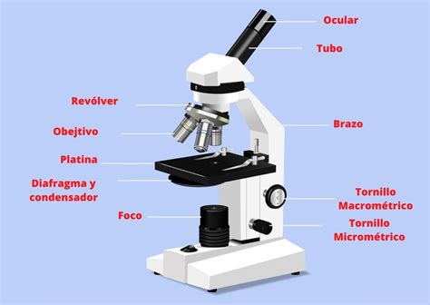 Partes Del Microscopio y sus Funciones   Microscopiooptico.org