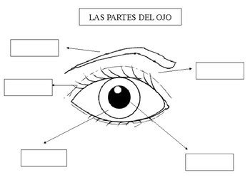 Partes del ojo by Sonando sonrisas | Teachers Pay Teachers