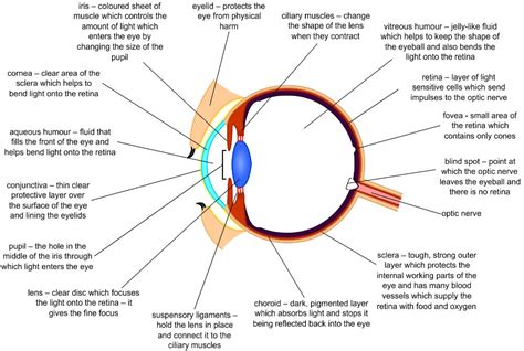 partes del ojo humano en inglés