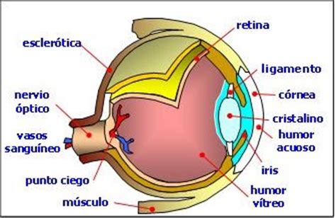 Partes del ojo humano